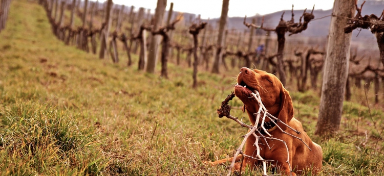 Pruning Pinot Noir vines