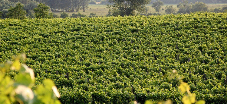 Levéltenger a Pinot noir ültetvényben