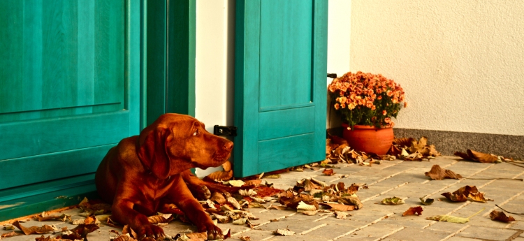 Csete az ősz utolsó napsugarait élvezi a Gesztenyés vendégház lábtörlőjénél