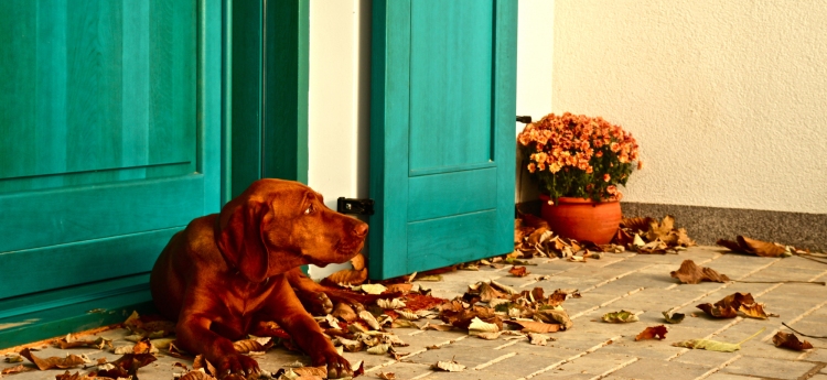 Csete is having a rest at the door of "Gesztenyés"