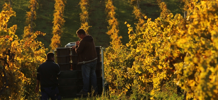 Riesling harvest in the sunny October of 2013