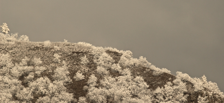 Frosted hilltop in December