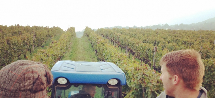 Harvest of Pinot Noir in 2014